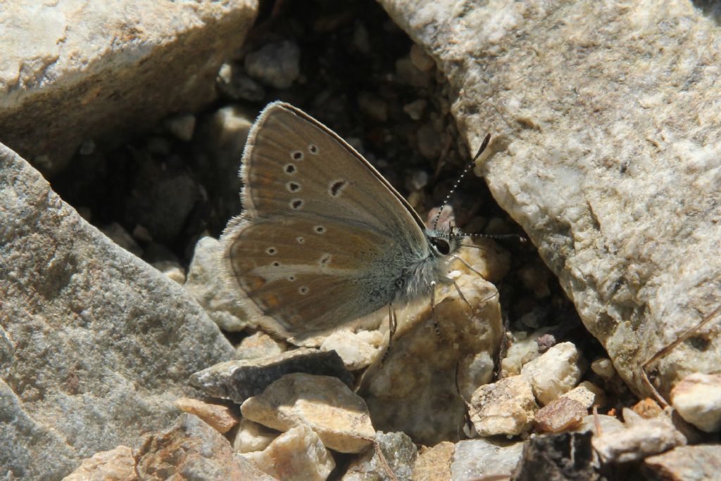 Alcune specie che non ho trovato in galleria